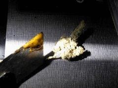 blue widow#1 + bho