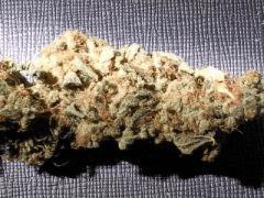 blue widow#2