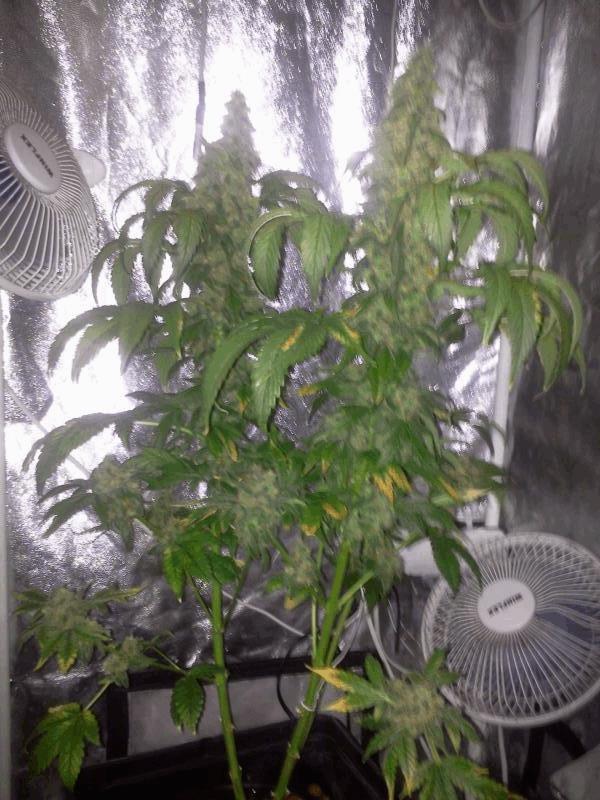 master kush