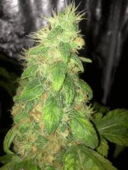 Photo0068