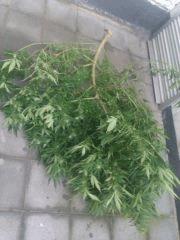 1 branche