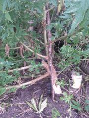 plant
