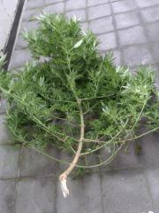 1 branche
