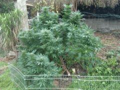 plant moins deux branches