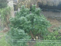 moins Une branche
