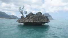 le Bénitier (corail)
