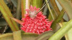 Ananas Rouge