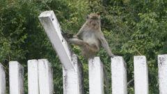 Tranquil le macaque
