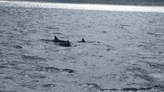 Flipper