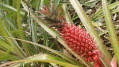 Ananas rouge