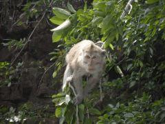 macaque