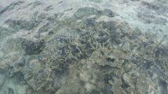 Corail