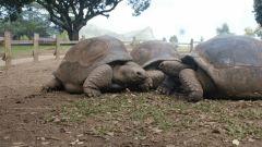 Tortue Génial