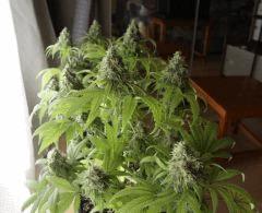 Shiva 1 Flow +57 Jours
