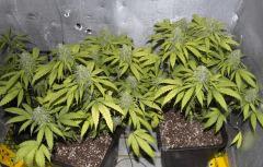 Shiva 1 Flow +49 Jours
