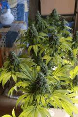Shiva 1 Flow +57 Jours