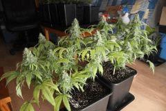 Shiva 1 Flow +57 Jours