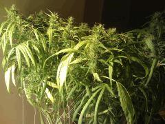 F58 (5)
