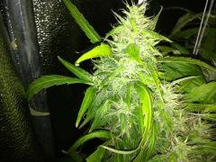 F64 (5)