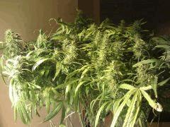 F58 (2)