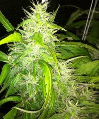 F55 (1)