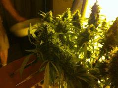 F71 (3)
