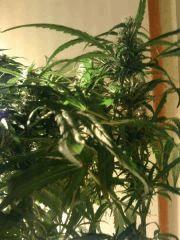 F44 (5)