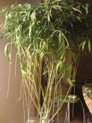 F44 (2)