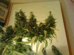 F87 CUT (4)