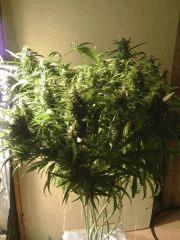 F58 (0)