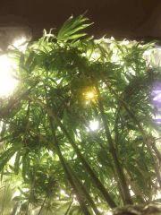 F51 (1)