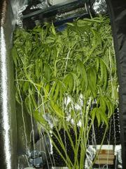 F38 detailPalissage