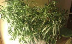 F29Cimes