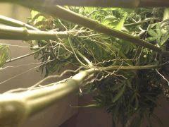 F58 (8)