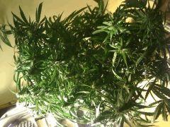 F44 (1)