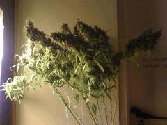 F87 CUT (3)