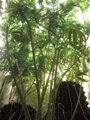 F44 (0)