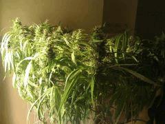 F58 (4)