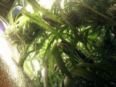 F51 (4)