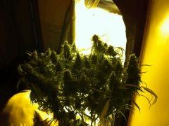 F71 (1)
