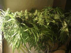 F58 (3)