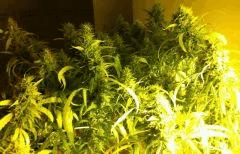 F71 (0)