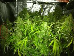 F64 (0)