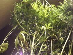 F58 (7)