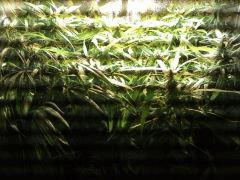 F44 (10)