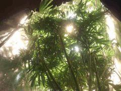 F51 (0)