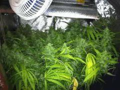 F64 (4)