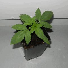DSCN1151