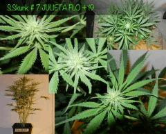 JULIETA FLO   19
