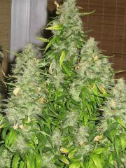 plante cannabis floraison4